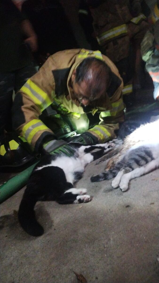 ¿Y los michis? Mueren cinco gatos en incendio