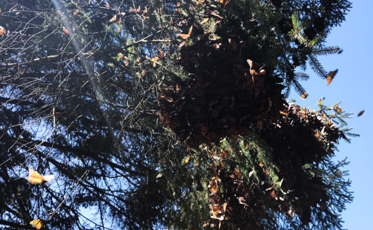 La belleza natural de Jiquipilco y su conexión con la mariposa monarca en riesgo. Una fogata desatendida podría cambiar el futuro de este santuario. Foto: Especial
