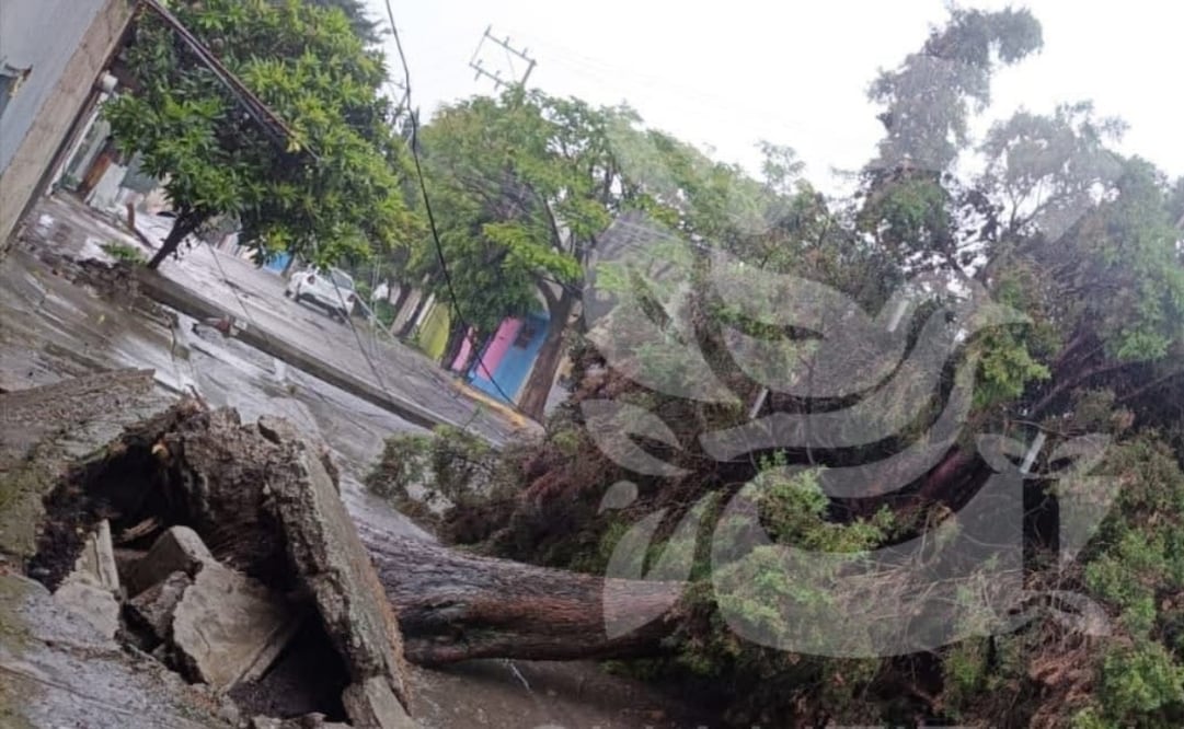 Las fuertes rachas de viento provocaron que pesadas ramas obstruyeran la circulación en avenidas principales del municipio. Foto Especial