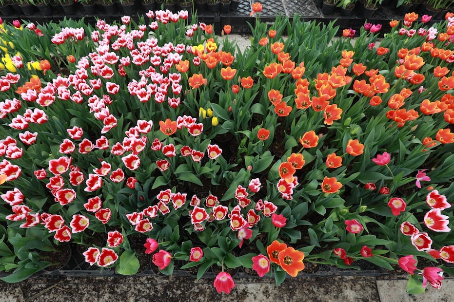 La producción de tulipanes en Atlacomulco genera empleo para 50 familias de floricultores que trabajan durante 10 semanas para la temporada de San Valentín. Foto Alejandro Vargas / El Universal