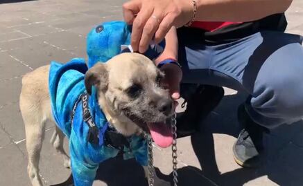 VIDEO: Charmin, el lomito con dino-disfraz que encanta las calles de Toluca
