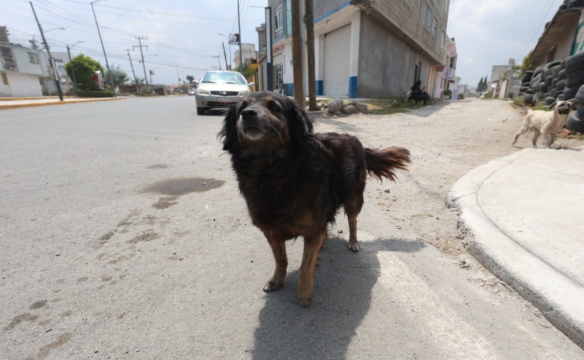 Frente a la alarmante cifra de perros abandonados, adoptar un mestizo es un acto de amor y conciencia / Foto: Alejandro Vargas