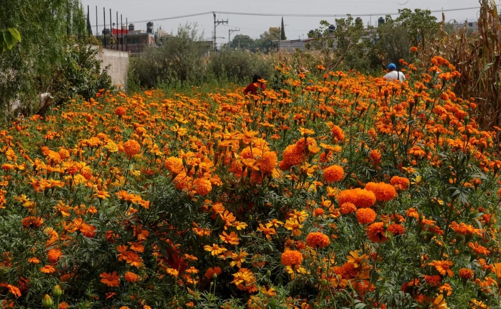Las familias productoras cultivan cempasúchil, pata de león, nube y crisálida. Foto especial