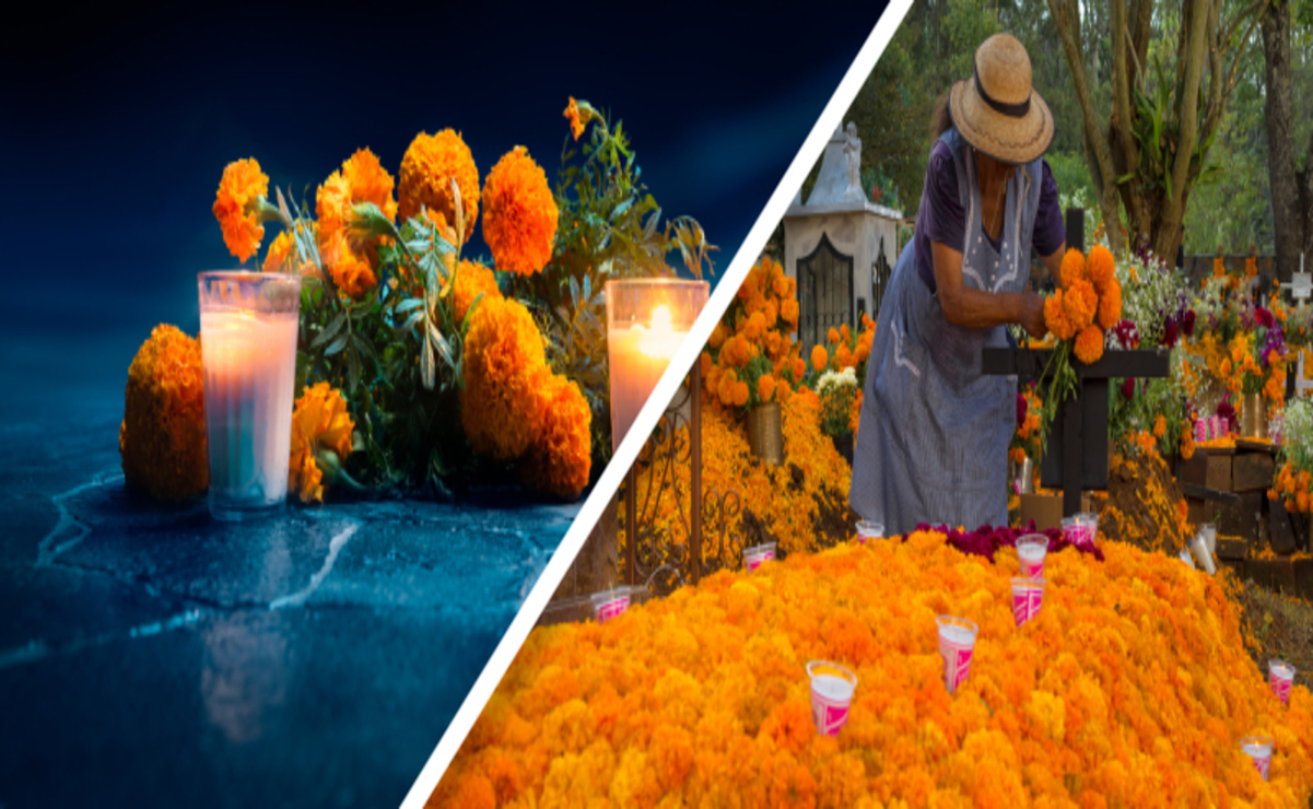 El cempasúchil es una flor que ocupa un lugar central en las celebraciones del Día de Muertos en México. Foto: Gobierno de México