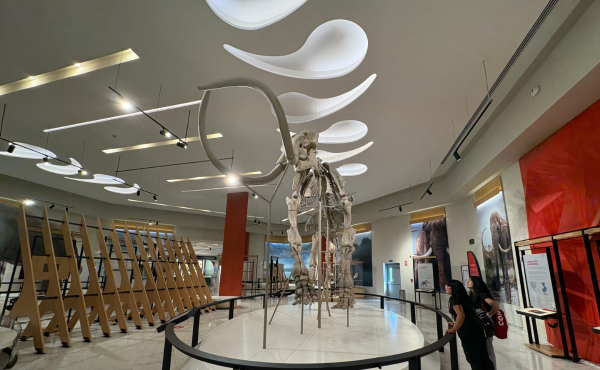 Tultepec se prepara para abrir su propio Museo del Mamut, un nuevo atractivo cultural para el Estado de México Foto: Arturo Contreras