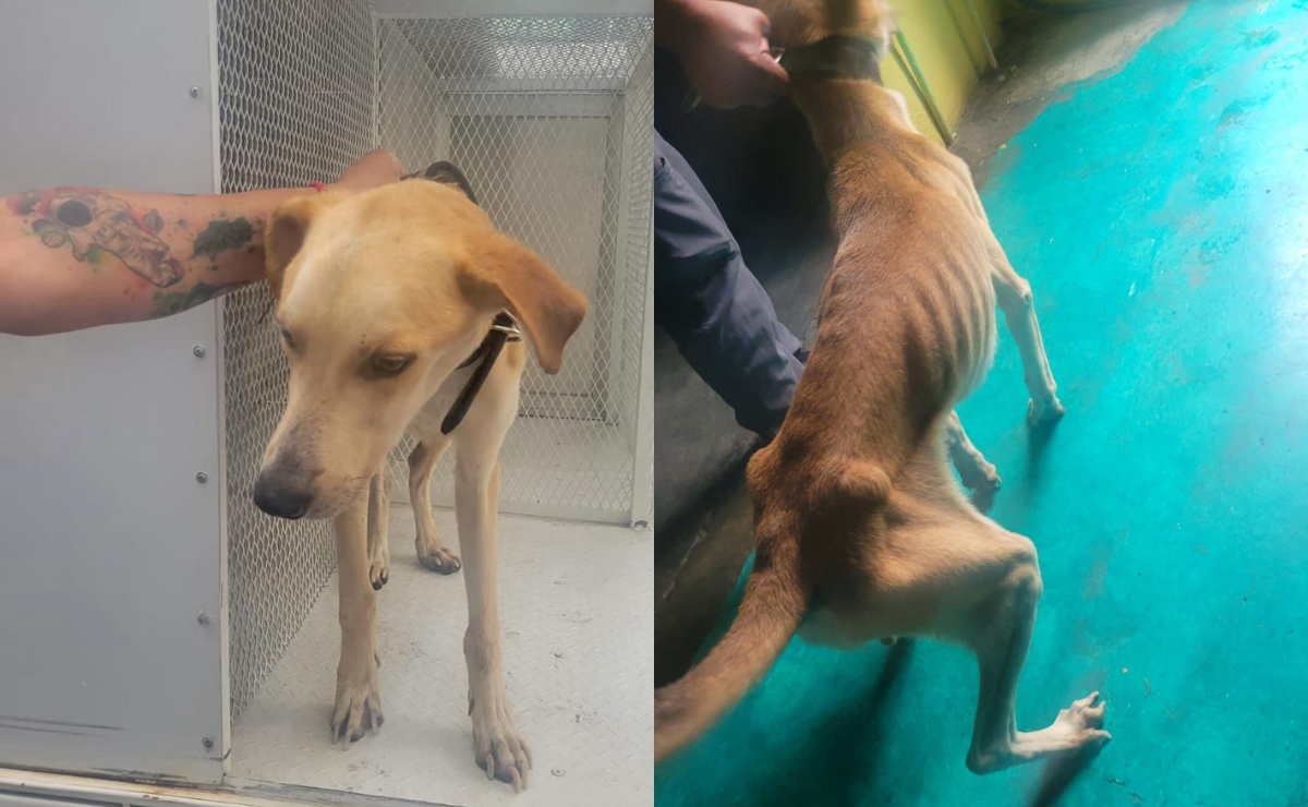 Rescatan a perrito que se encontraba en situación de desnutrición Foto: Especial