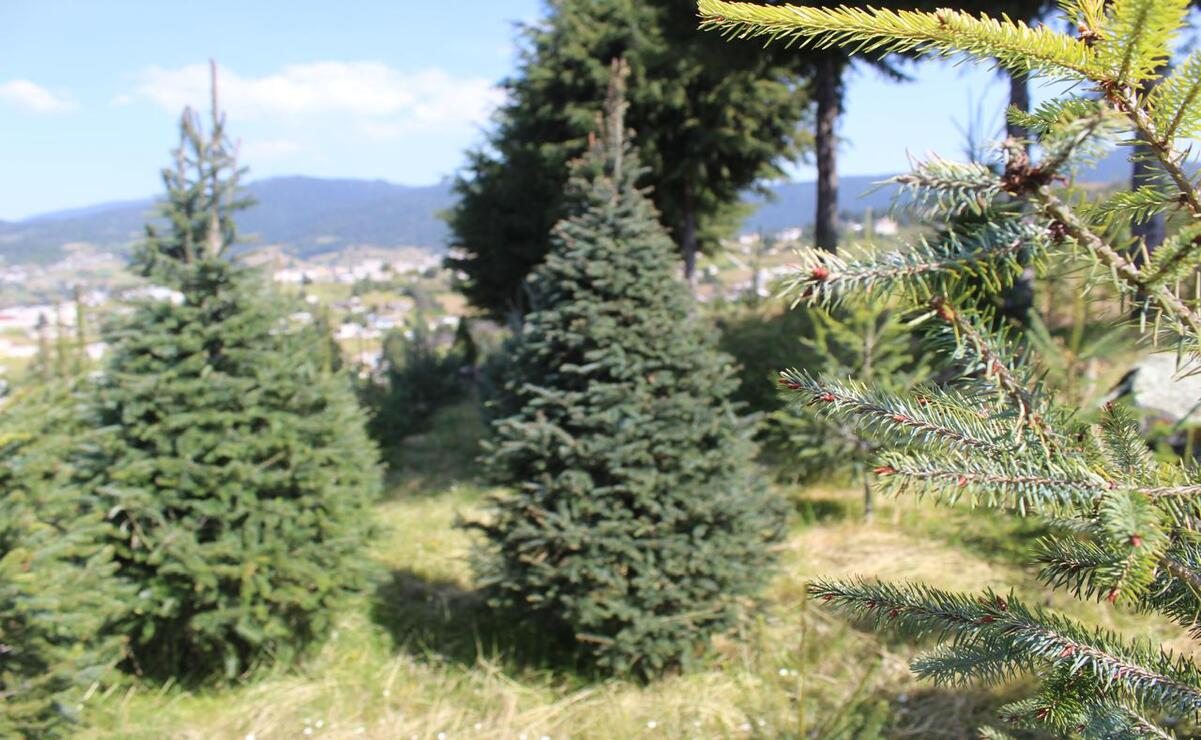  El árbol de Navidad se ha convertido en uno de los símbolos más representativos de las fiestas decembrinas / Foto Karen Aldama