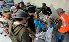 Muere el tigre Kenzo tras operativo de captura en el Estado de México; Profepa explica las causas