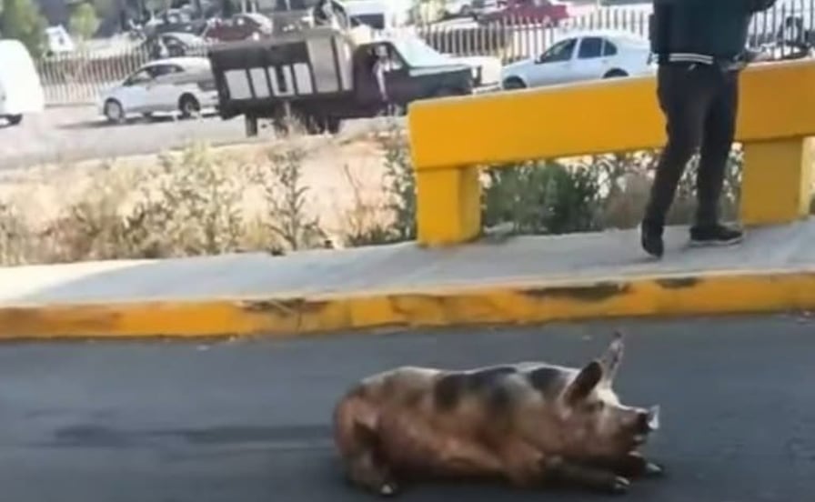 Cerdos accidentados: cayeron de un camión de carga y luego del incidente los capturaron