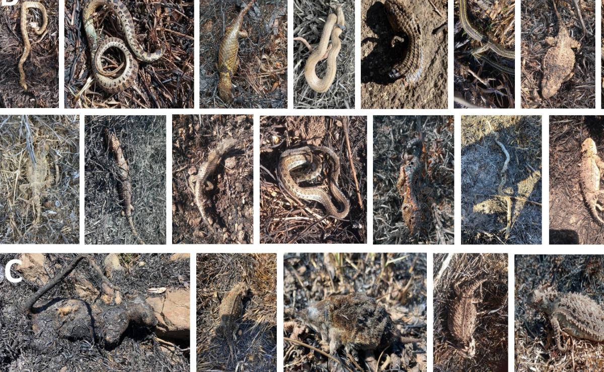 Monitoreo revela la devastadora cifra de fauna quemada en el Parque Sierra Morelos. Foto: Especial